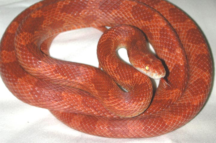 Adult male sunglow