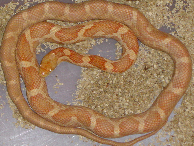 Hybino 2