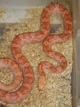 Red Albino