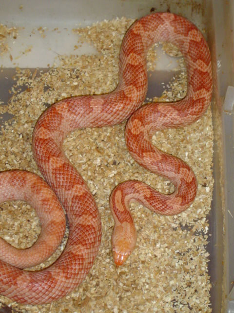 Red Albino