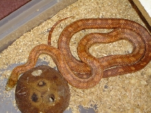 Rusty2