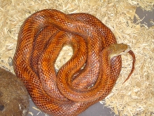 Rusty1