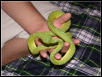 green tree python