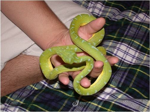 green tree python