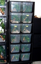 Arboreal Rack 1