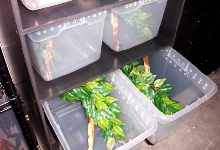 Arboreal Rack 2