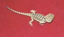 2003 baby dragon