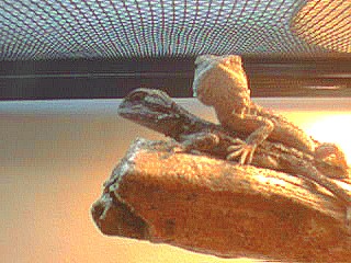 Bearded Dragons BABIES