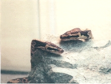 gomez and morticia