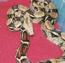 redtail boa
