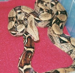 redtail boa