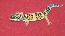 barber my first gecko
