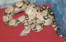 female boa
