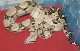 female boa