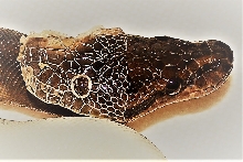 Ball python shedding