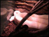 Boa constrictor Albino