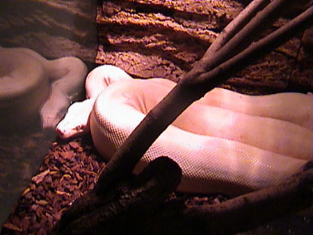 Boa constrictor Albino