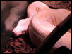 Boa constrictor Albino