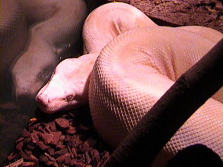 Boa constrictor Albino