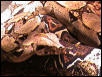 Boa constrictor