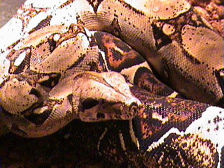 Boa constrictor