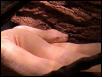 Boa constrictor Albino