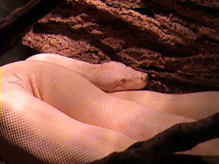 Boa constrictor Albino