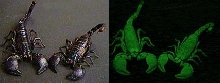 Scorpions under blacklight
