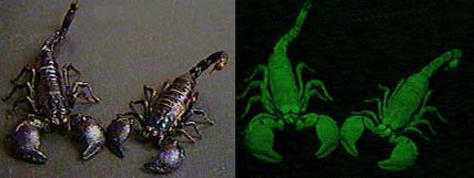 Scorpions under blacklight