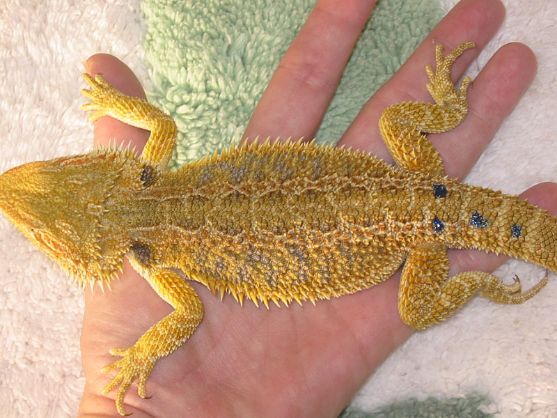 high color female