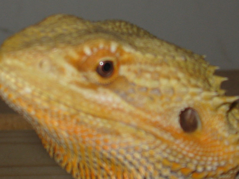 boy2