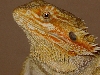 face of koolaide