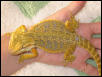 high color male