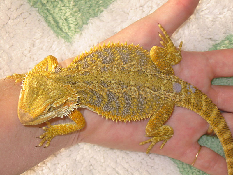 high color male