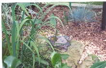 FROG ON A FROG