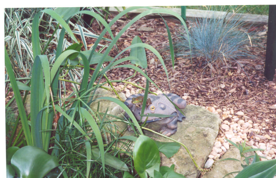 FROG ON A FROG