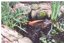 Koi spawning - 2001