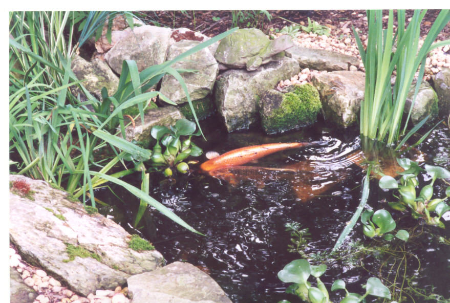 Koi spawning - 2001