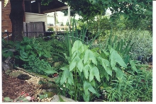 Pond in summer - 2002