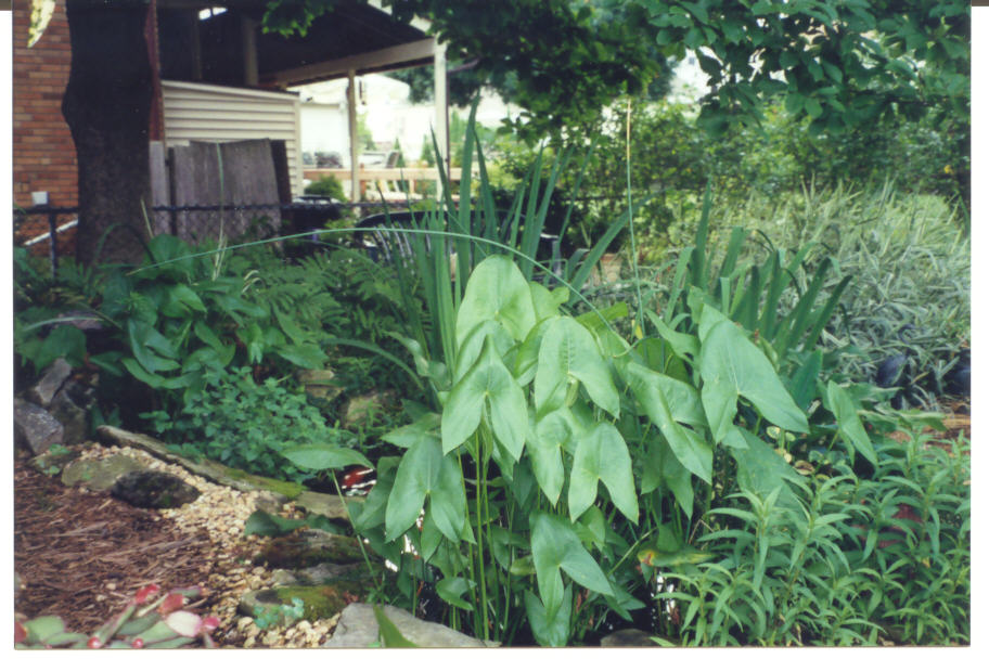 Pond in summer - 2002