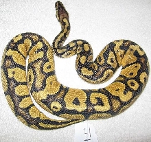 J1 male