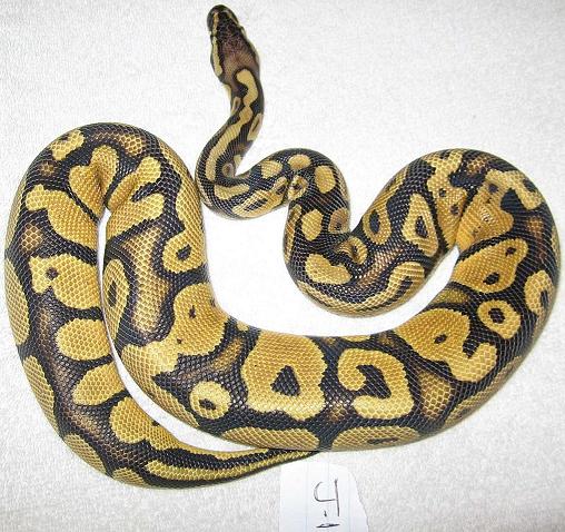 J1 male