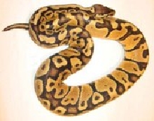 j3 female