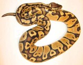 j3 female
