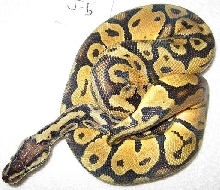 j5 male