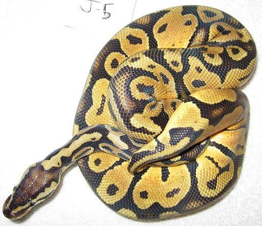 j5 male