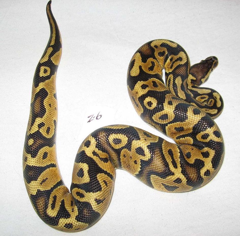 Z6 male