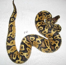 Z6 male