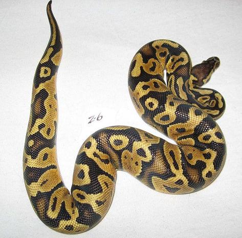 Z6 male