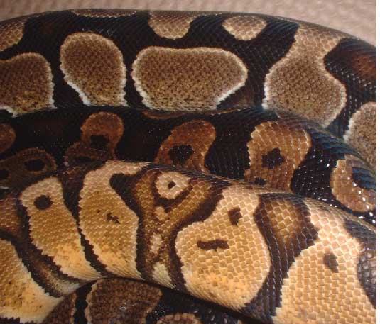 pastel and 2 females